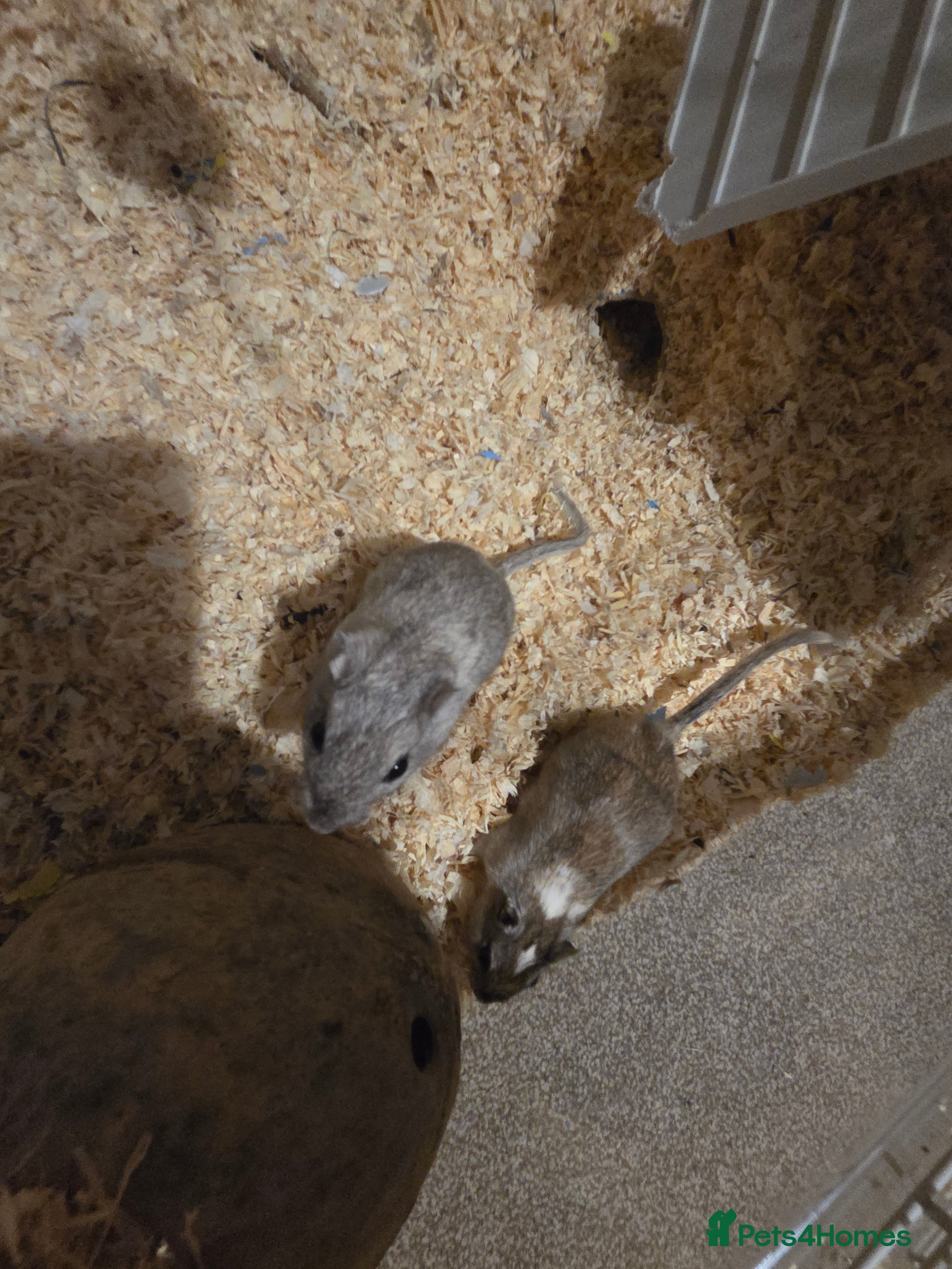Gerbil rodents 2 female gerbils for sale  - Advert 4