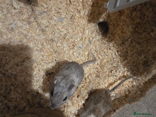 Gerbil rodents 2 female gerbils for sale - Advert 2