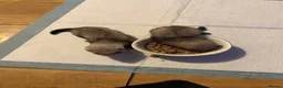 Ferret rodents for sale: 1 Jill and 1 Hob  in Aldershot - Advert 4
