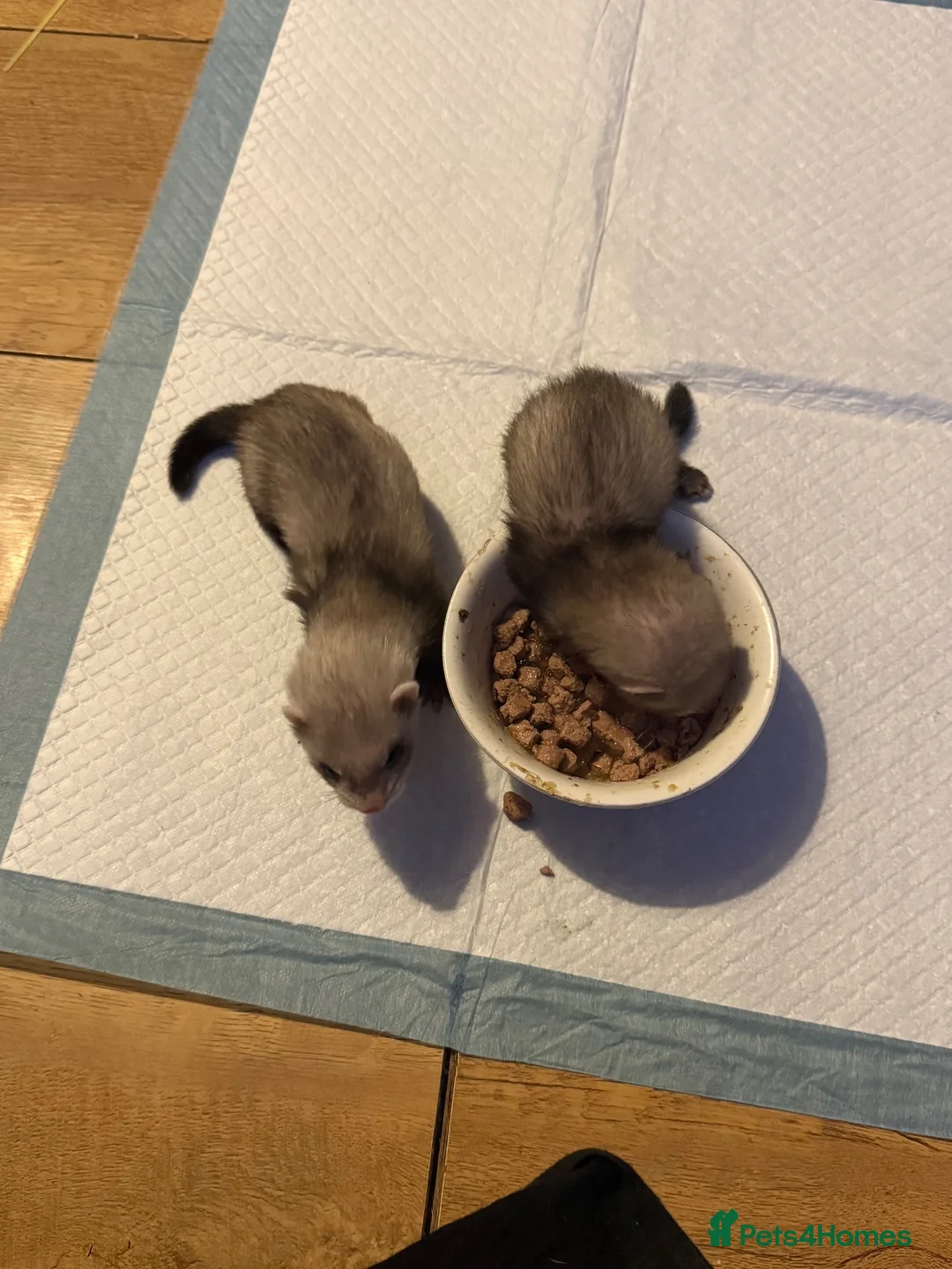 Ferret rodents for sale: 1 Jill and 1 Hob  in Aldershot - Advert 4