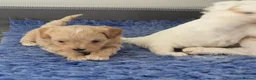 Maltipoo dogs for sale: Korean Toy Maltipoo puppies Dna health tested mum - Advert 4