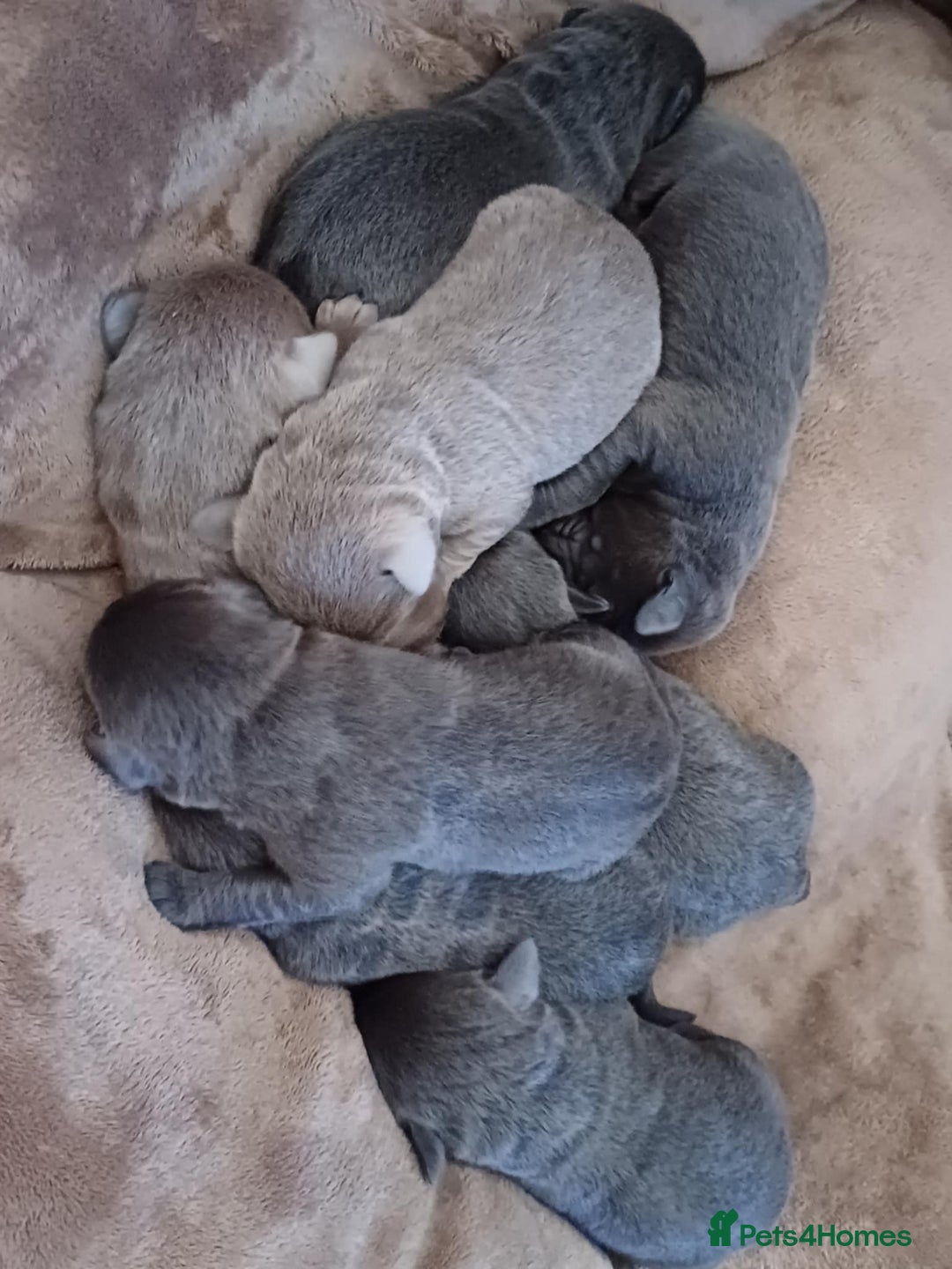 Labrador Retriever dogs for sale: Litter just be born - Image 7