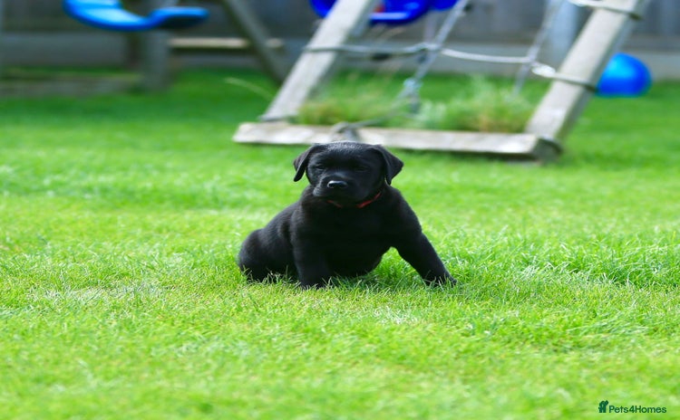 Labrador Retriever dogs - Advert 6