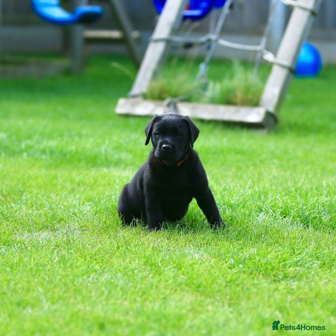 Labrador Retriever dogs for sale: Stunning litter of 6 Labrador Puppies  - Image 1