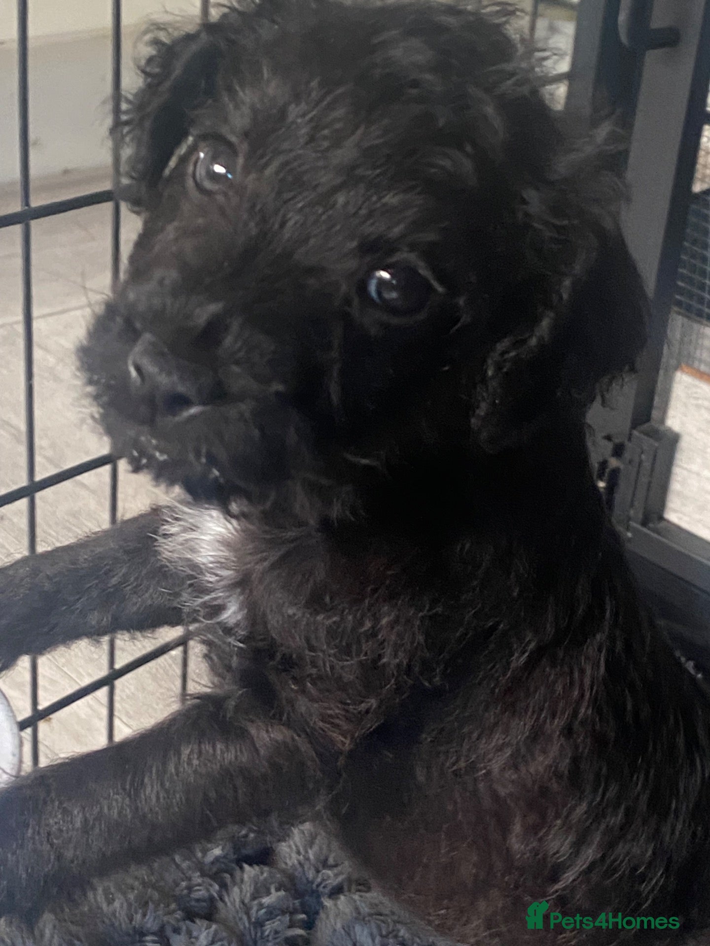 Patterdale Terrier dogs **Patterdale pups READY NOW** - Advert 3
