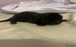 British Shorthair cats for sale: Black kittens - Image 6