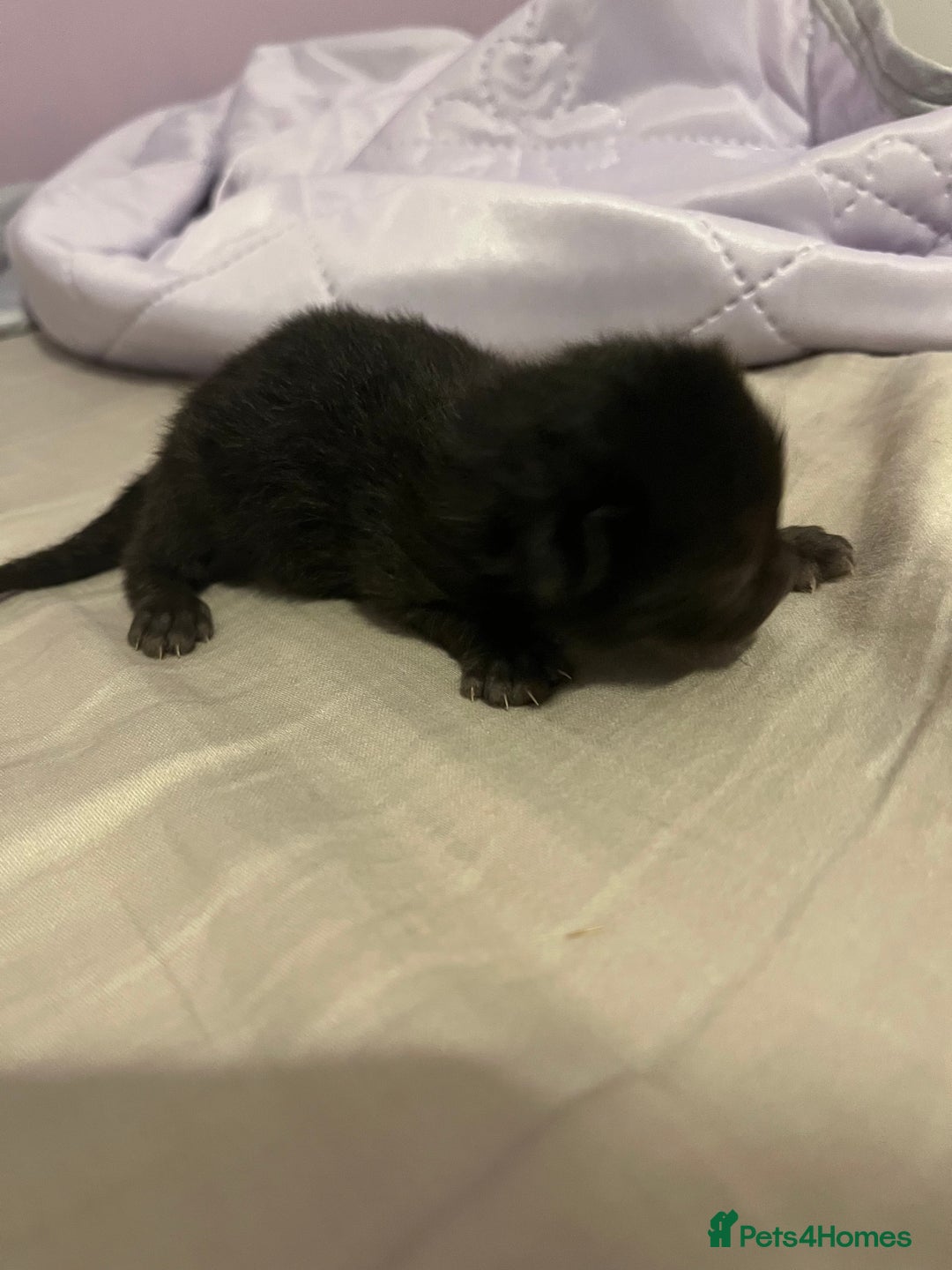 British Shorthair cats for sale: Black kittens - Image 6