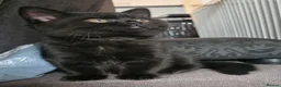 British Shorthair cats for sale: Rare Colour Black British Shorthair Kitten - Advert 10