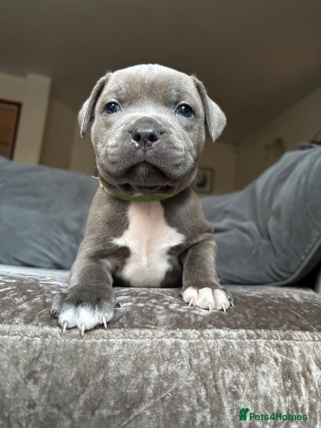 Staffordshire Bull Terrier dogs for sale: Quality Blue Health Tested  - Advert 25