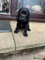 Cocker Spaniel dogs - Advert 15