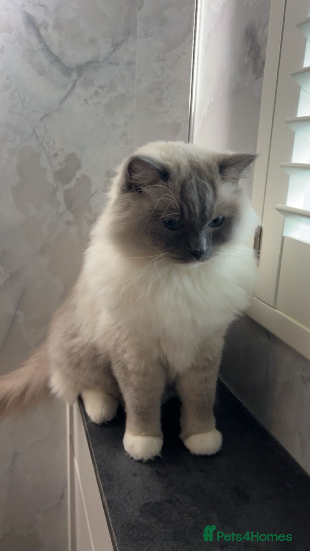 Ragdoll cats 2 year old Ragdoll.  - Advert 1