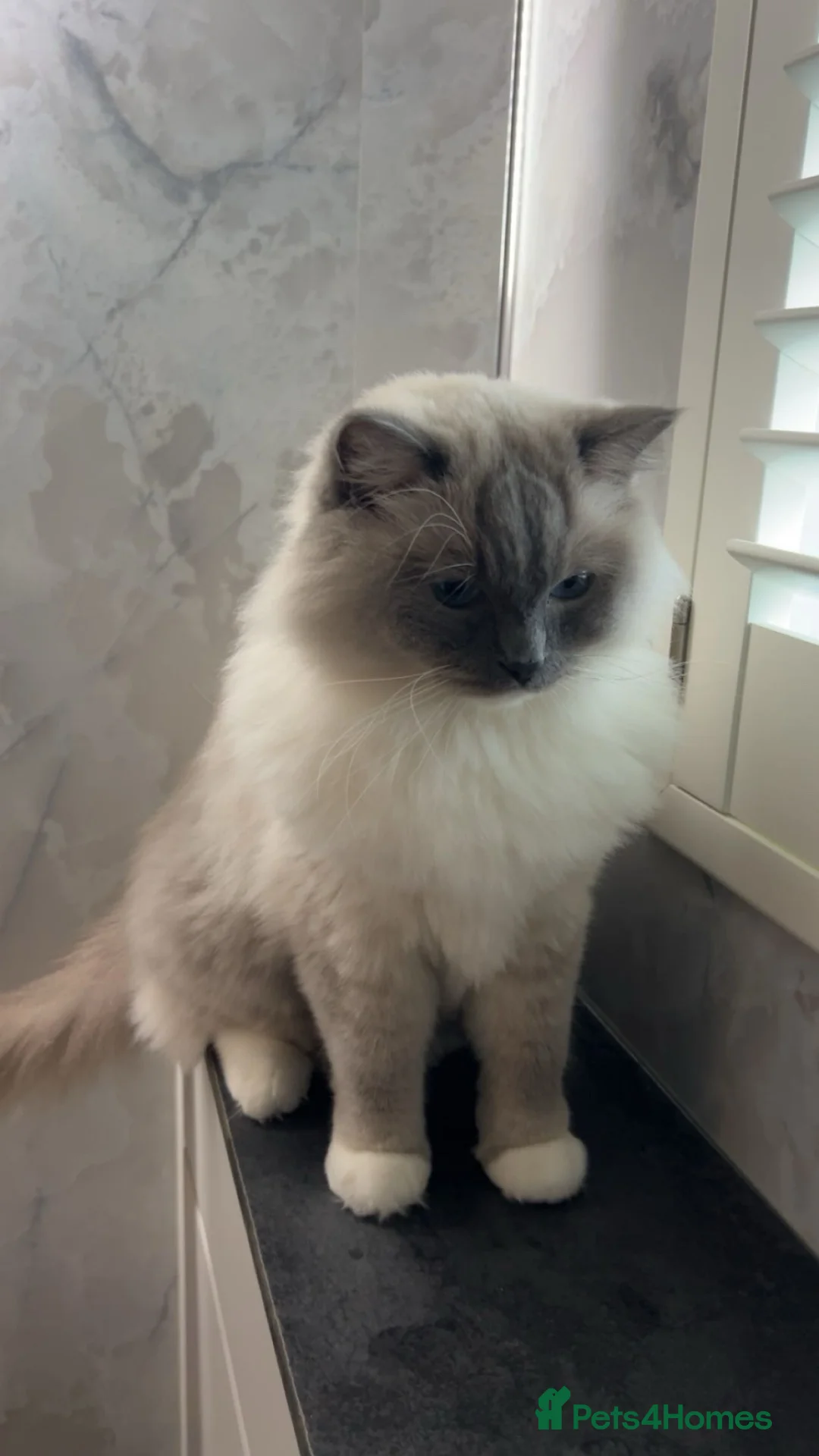 Ragdoll cats for sale: 2 year old Ragdoll.  in Edinburgh - Advert 1