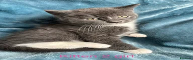British Shorthair Kitten 2