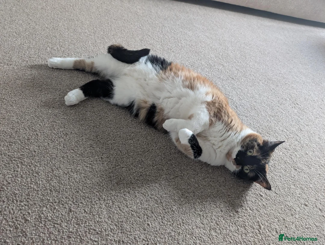 Domestic Shorthair cats for sale: Rehoming Amber 5yo Female Cat in Aberdeen - Advert 2