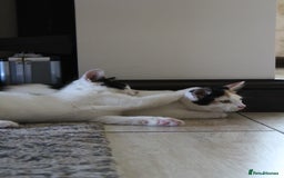 British Shorthair cats for sale: 2 Bundles of Joy!! Ready now!! - Image 2