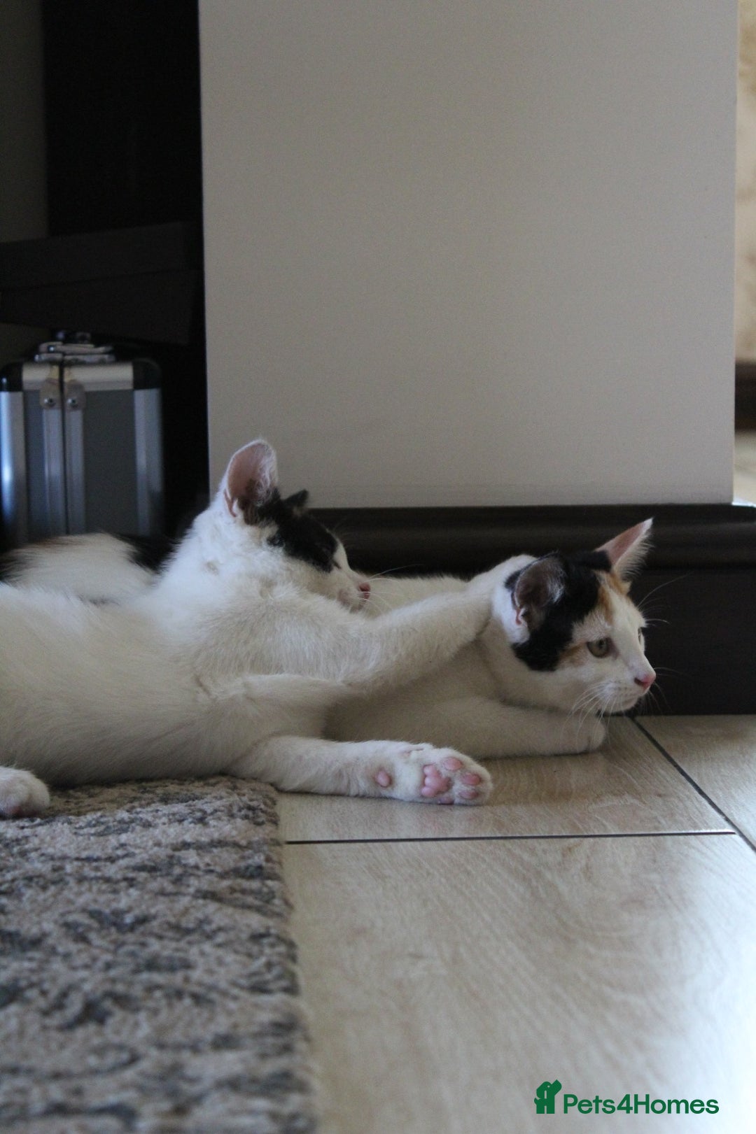 British Shorthair cats for sale: 2 Bundles of Joy!! Ready now!! - Image 2