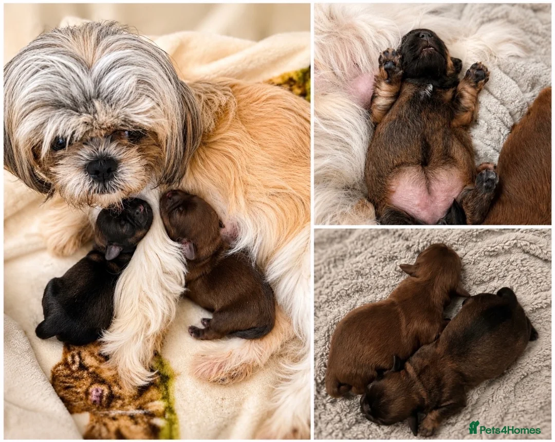 Mixed Breed dogs for sale: Gorgeous Shih Tzu × Mini Dachshund Puppies 🐾 in Neath - Advert 2