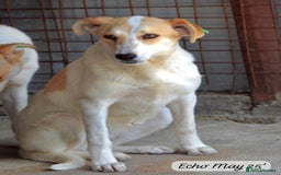 Mixed Breed dogs for adoption: Echo, 1 yr old approx. Available for adoption. - Image 6
