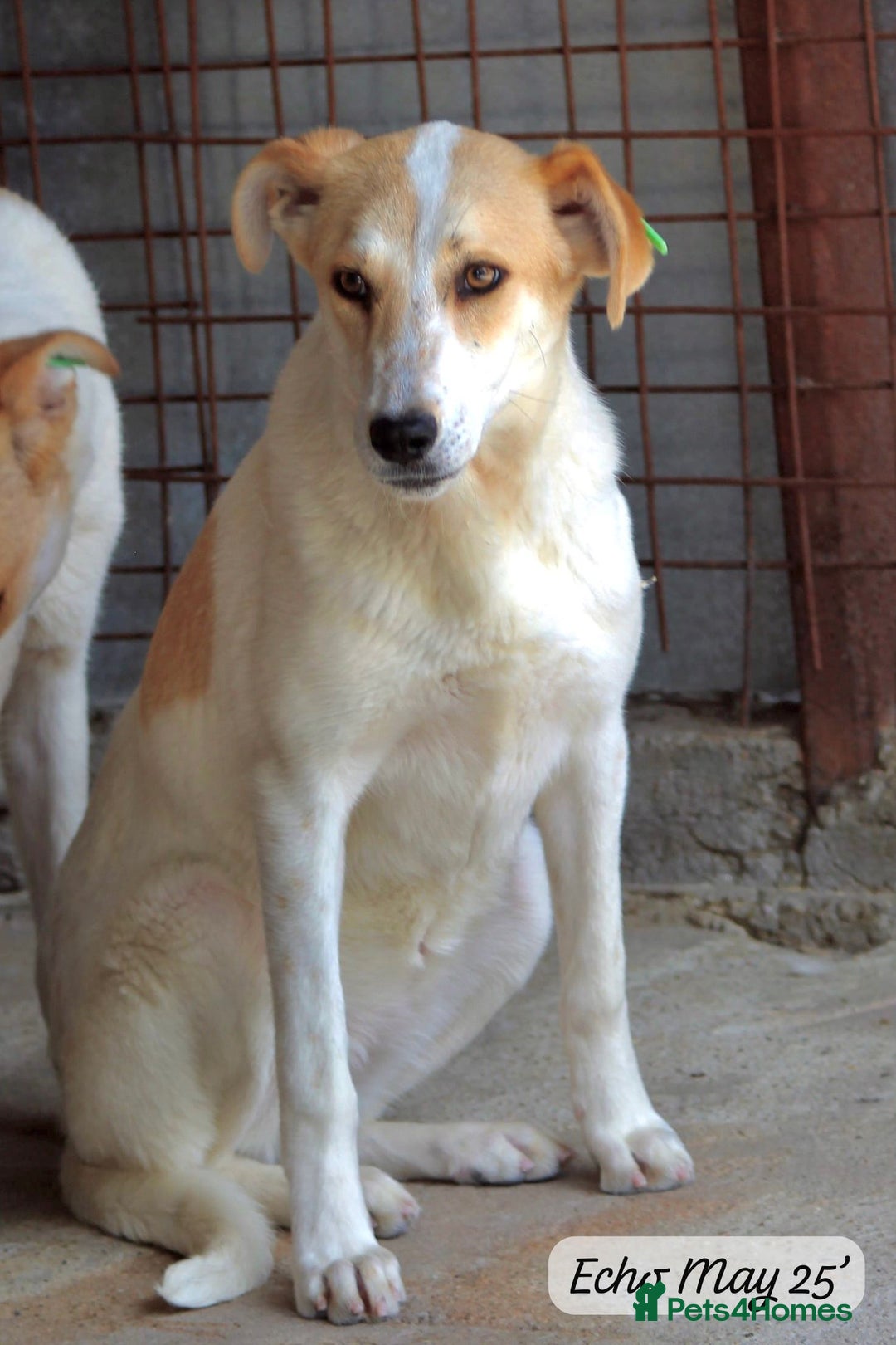 Mixed Breed dogs for adoption: Echo, 1 yr old approx. Available for adoption. - Image 6