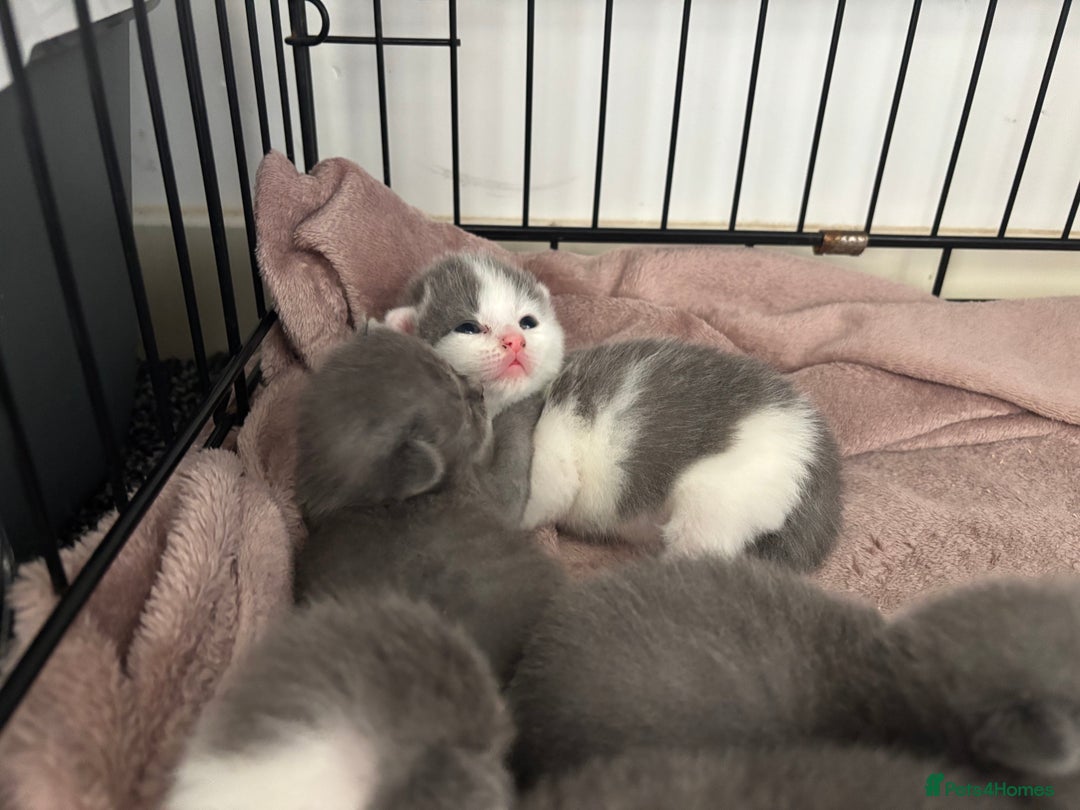 British Shorthair cats for sale: British shorthair kittens  - Image 26