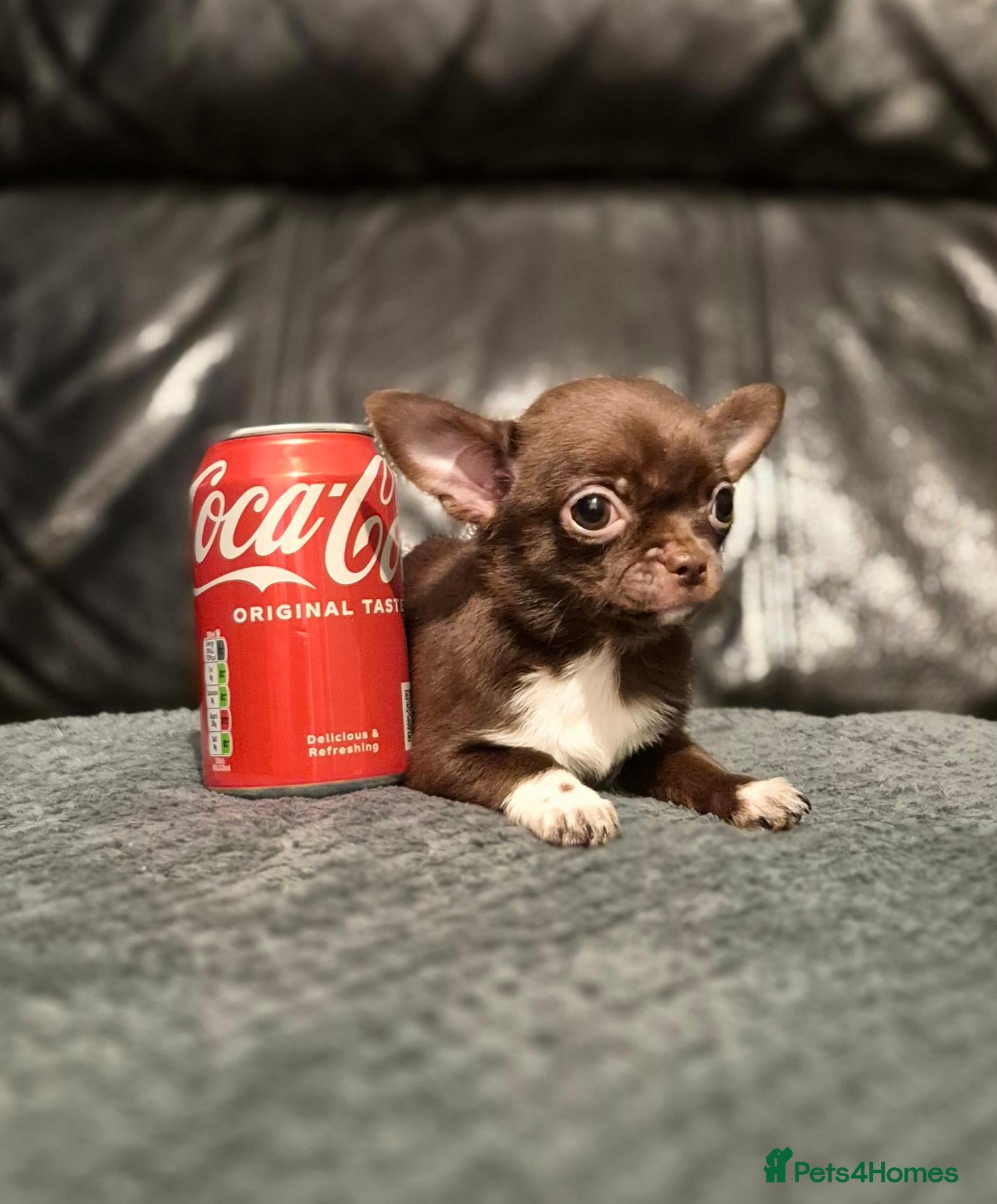 Chihuahua dogs for sale: ❤️Stunning Choc Chihuahua Puppies Full Vaccination - Advert 10