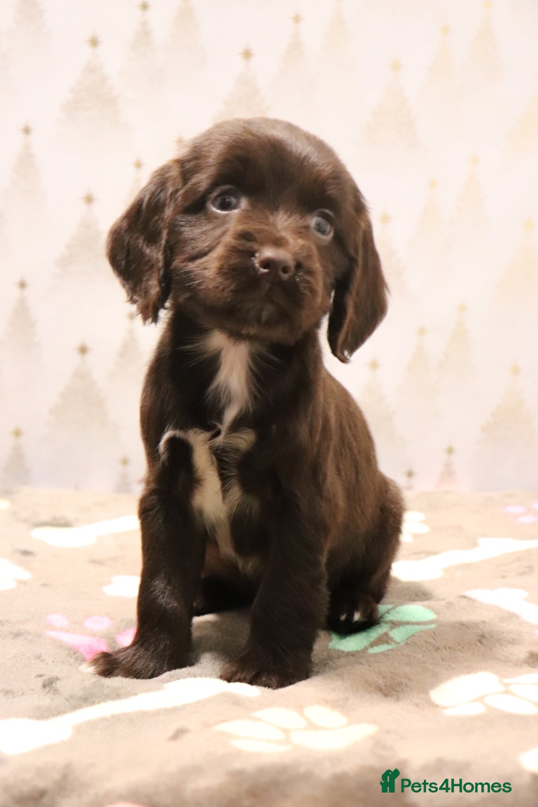 Cocker Spaniel dogs for sale: Fully Health Tested Cocker Spaniel Puppies  - Advert 16