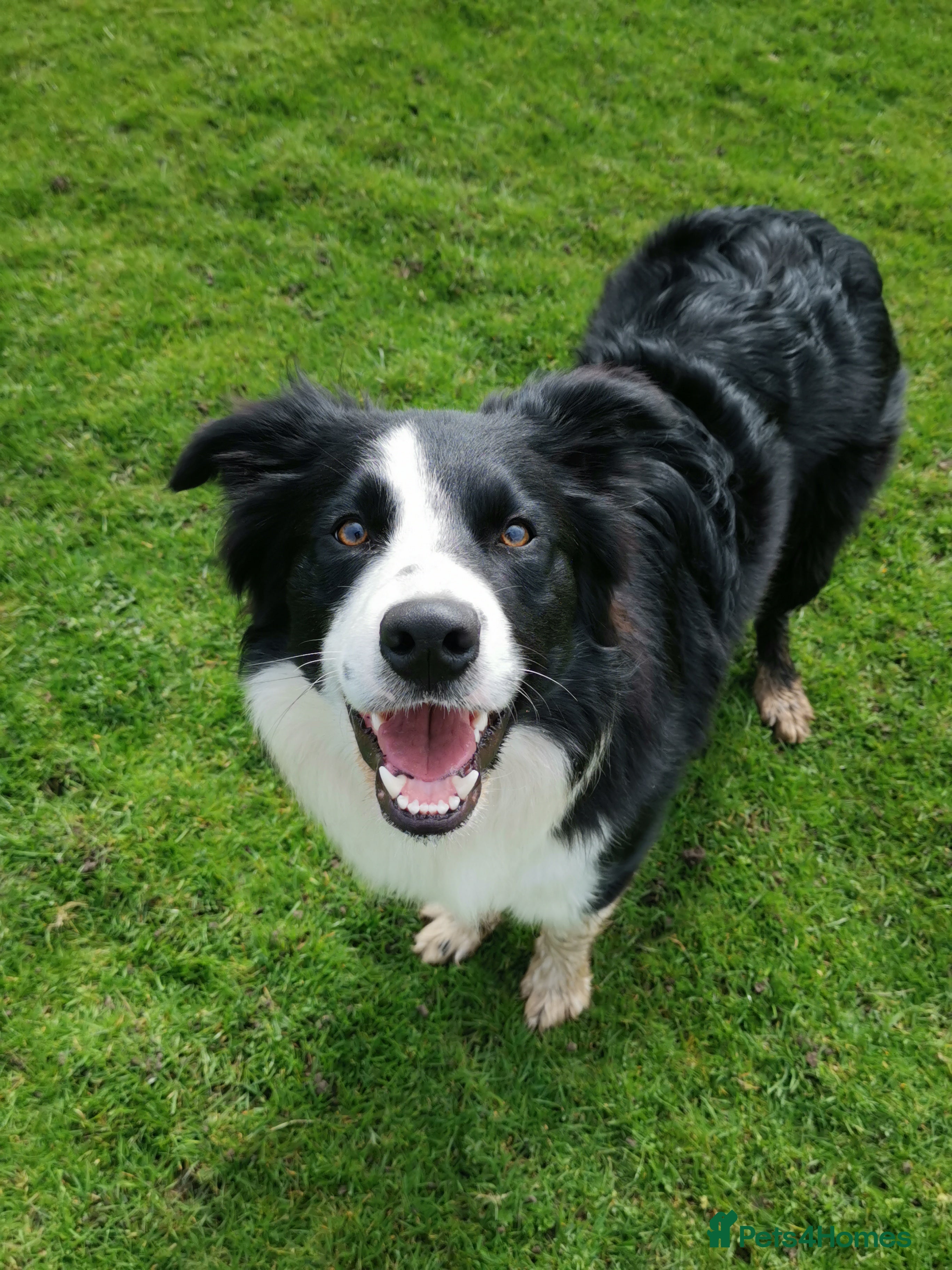 Border Collie dogs for stud: STUD Black and White Border Collie Boy  in Bingley - Advert 1