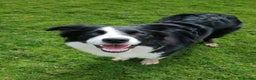 Border Collie dogs for stud: STUD Black and White Border Collie Boy  in Bingley - Advert 1