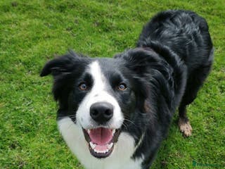 Border Collie dogs STUD Black and White Border Collie Boy in Bingley - Advert 11