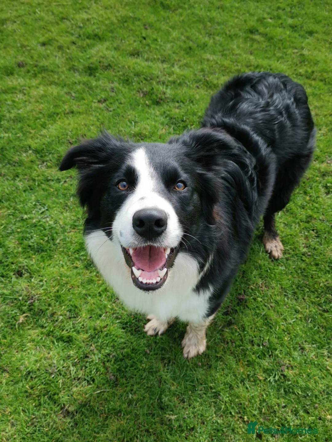 Border Collie dogs for stud: STUD Black and White Border Collie Boy  in Bingley - Advert 1