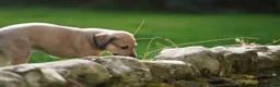 Lurcher dogs for sale: Suki x Charlie - Saluki, Collie, Bull, Grey - Advert 6