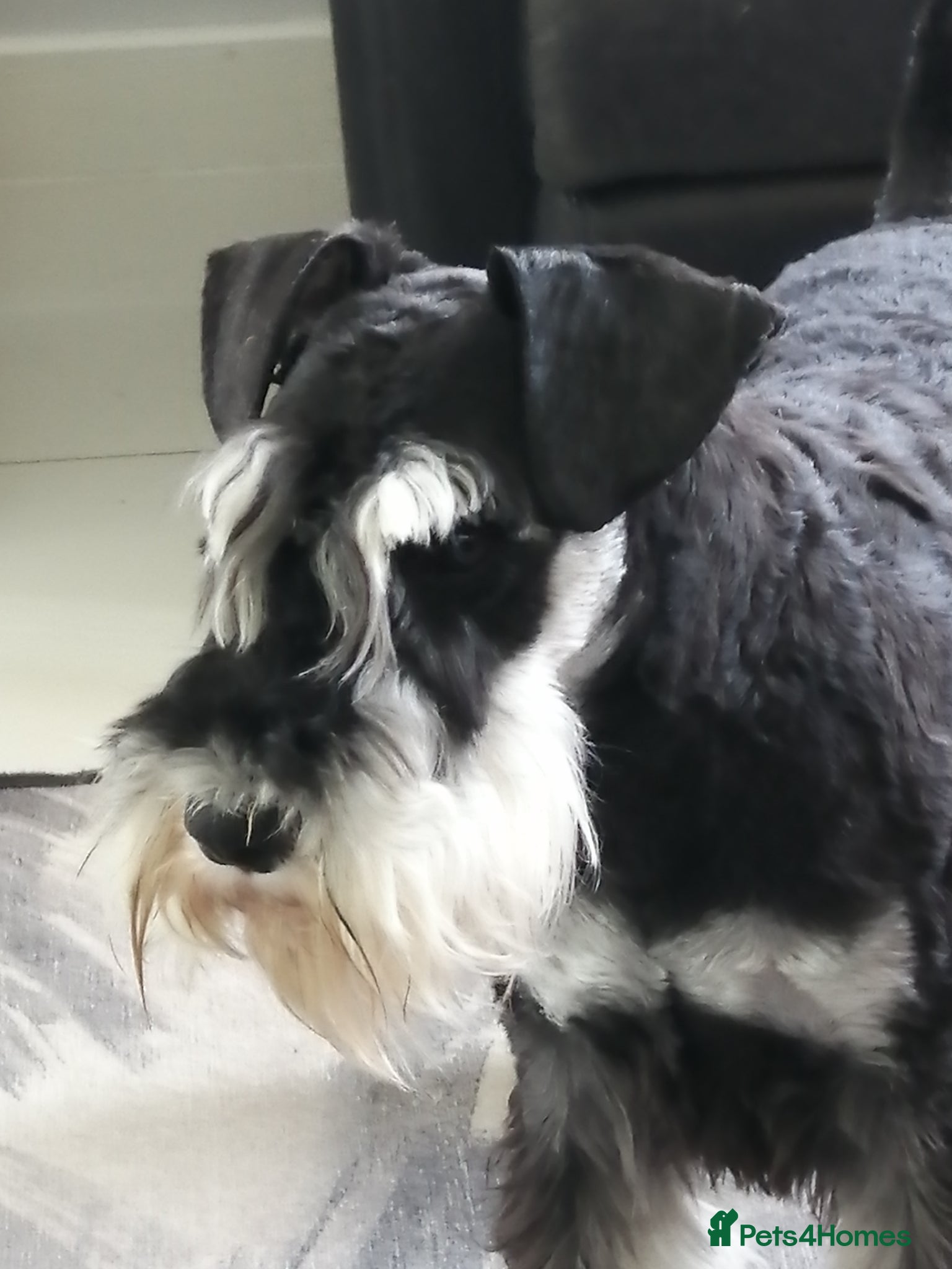 Miniature Schnauzer dogs Miniature Schnauzer Stud Black and Silver - Advert 1