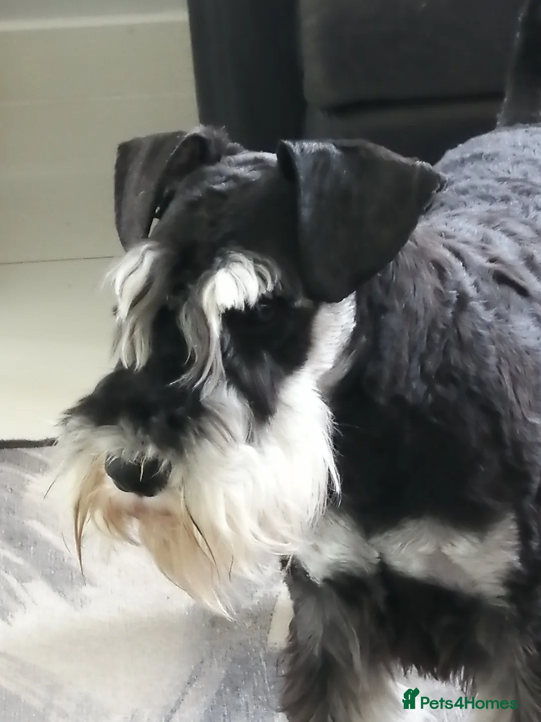 Miniature Schnauzer dogs for stud: Miniature Schnauzer Stud Black and Silver - Advert 1