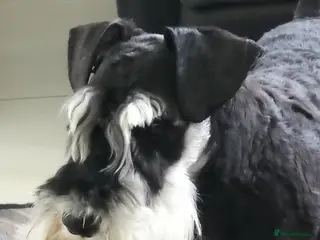 Miniature Schnauzer dogs Miniature Schnauzer Stud Black and Silver - Advert 1