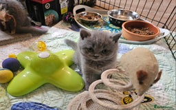 British Shorthair cats for sale: Pure british  shorthair  kittens  - Image 5