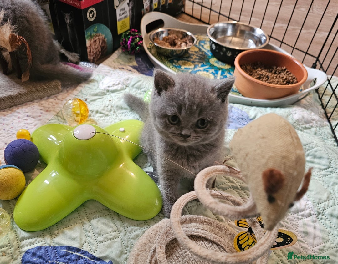British Shorthair cats for sale: Pure british  shorthair  kittens  - Image 5