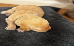 Labrador Retriever dogs for sale: Stunning, White/Yellow KC Registered Labrador Pups - Image 32
