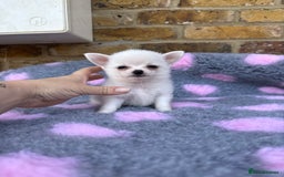 Pomchi dogs for sale: Super TINY white chihuahua x Korean Pom READY NOW - Image 16