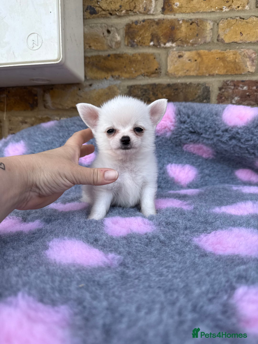 Pomchi dogs for sale: Super TINY white chihuahua x Korean Pom READY NOW - Image 16