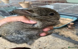 Netherland Dwarf rabbits for sale: Gorgeous Netherland Dwarf Rabbits - Ready in Sept - Image 12