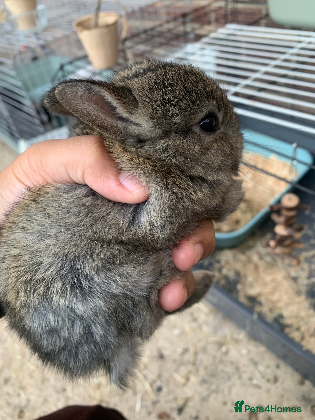 Netherland Dwarf rabbits for sale: Gorgeous Netherland Dwarf Rabbits - Ready in Sept - Image 12