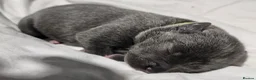 Staffordshire Bull Terrier dogs for sale: Hi we are 8 kc blue staffordshire pups in Monmouth - Advert 9
