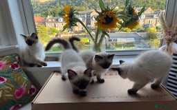 Ragdoll cats for sale: Beautiful seal point kittens  - Image 2