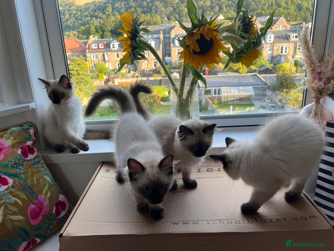 Ragdoll cats for sale: Beautiful seal point kittens  - Image 2