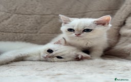 British Shorthair cats for sale: Champion sired Golden Colourpoint Kittens  - Image 16