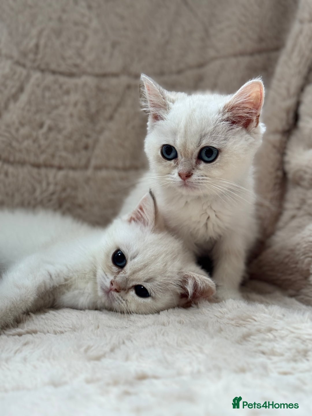 British Shorthair cats for sale: Champion sired Golden Colourpoint Kittens  - Image 16