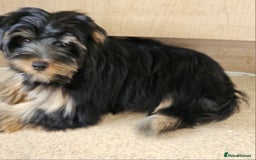 Yorkshire Terrier dogs for sale: 🩵 DNA Tested parents 🩵 Black and Tan Yorkie boy - Image 4