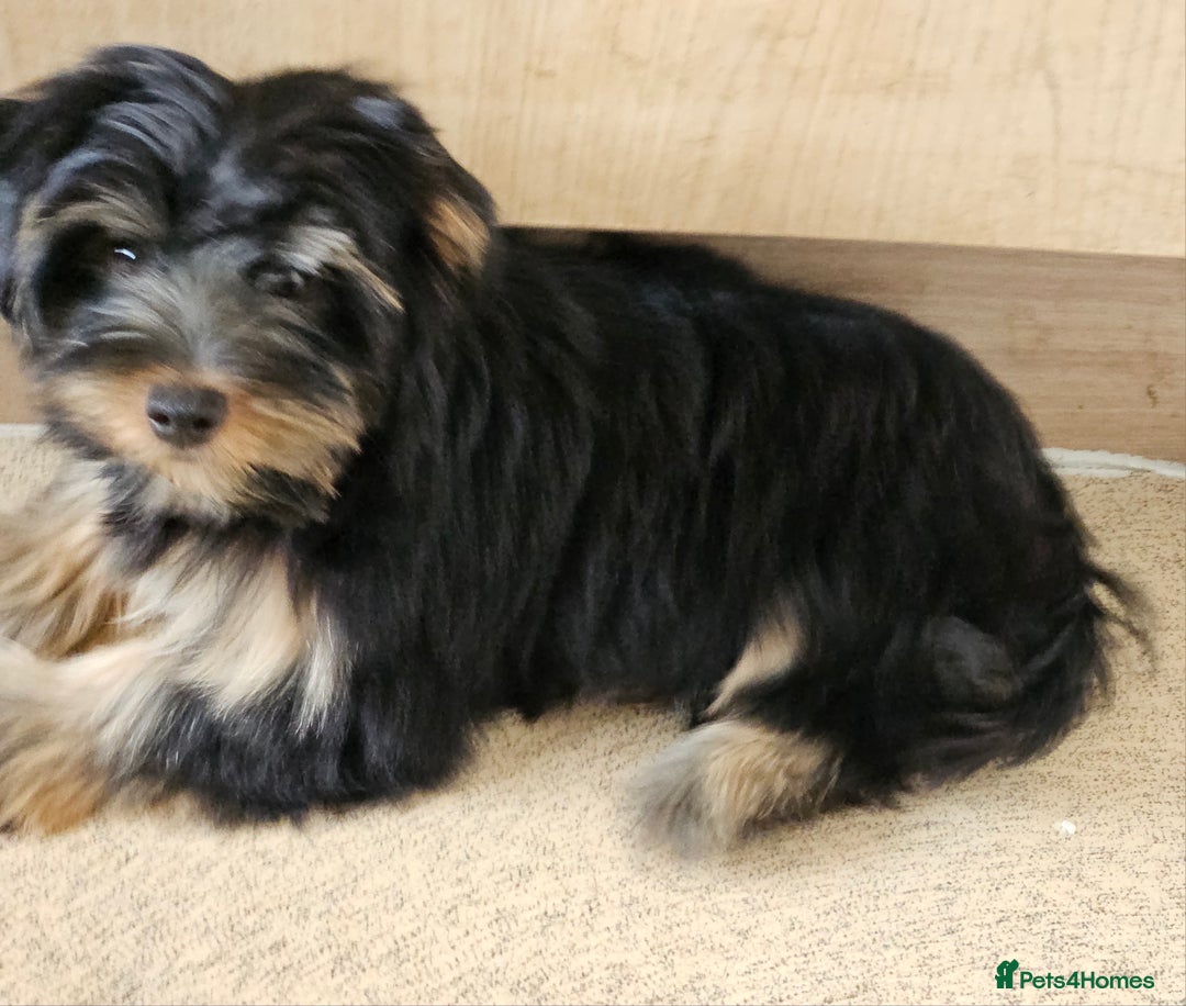 Yorkshire Terrier dogs for sale: 🩵 DNA Tested parents 🩵 Black and Tan Yorkie boy - Image 4