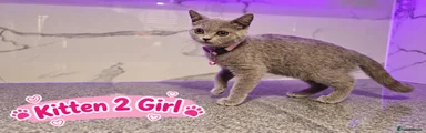 British Shorthair 3