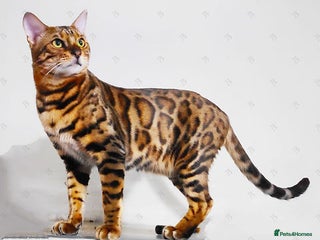 Bengal cats in Durham - Advert 19